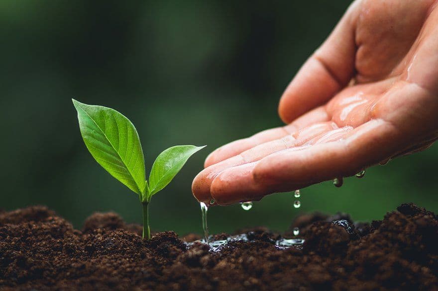About Plant Nursery