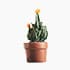 Cactus Flower