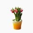 Tulip Flower