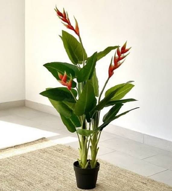 Outdoor Plants